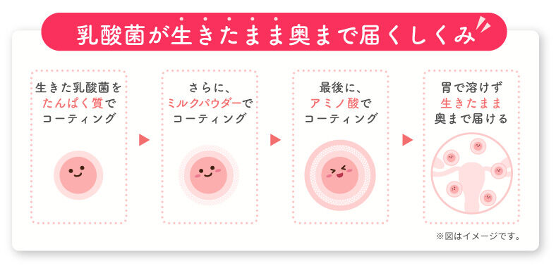乳酸菌が生きたまま奥まで届くしくみ